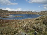 N, Hordaland, Eidfjord, Repsetjornane 8, Saxifraga-Annemiek Bouwman