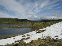 N, Sogn og Fjordane, Sogndal, Fagreggi 2, Saxifraga-Willem van Kruijsbergen