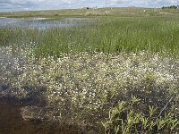 E, Caceres, Santiago del Campo, Laguna de la Era 1, Saxifraga-Willem van Kruijsbergen