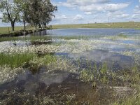 E, Caceres, Santiago del Campo, Laguna de la Era 2, Saxifraga-Willem van Kruijsbergen