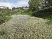 E, Caceres, Torrejon el Rubio 10, Saxifraga-Willem van Kruijsbergen