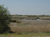 E, Ciudad Real, Daimiel, Tablas de Daimiel 1, Saxifraga-Jan van der Straaten