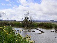 E, Granada, El Padul, Laguna de Padul 1, Saxifraga-Theo Verstrael