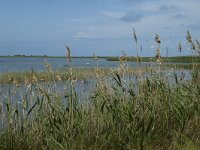 E, Tarragona, Deltebre, Garxal 6, Saxifraga-Marijke Verhagen