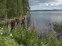 S, Gavleborgs lan, Ljusdal, Hennans 1, Saxifraga-Jan van der Straaten