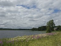 S, Gavleborgs lan, Ljusdal, Ramsjo 2, Saxifraga-Jan van der Straaten