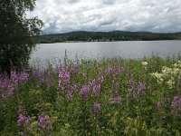 S, Gavleborgs lan, Ljusdal, Ramsjo 5, Saxifraga-Jan van der Straaten