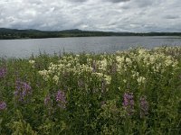 S, Gavleborgs lan, Ljusdal, Ramsjo 6, Saxifraga-Jan van der Straaten