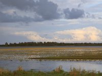 NL, Friesland, Dongeradeel, Ezumakeeg 9, Saxifraga-Hans Boll