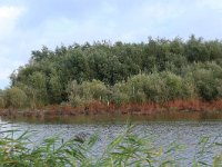 NL, Friesland, Dongeradeel, Lauwersmeer 4, Saxifraga-Hans Boll