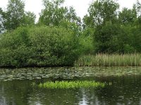 NL, Friesland, Heerenveen, De Deelen 12, Saxifraga-Hans Boll