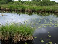 NL, Friesland, Heerenveen, De Deelen 15, Saxifraga-Hans Boll