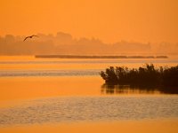 Orange glow sunrise at lake  Orange glow sunrise at lake with flying bird : Netherlands, Zuidlaardermeer, autumn, biotoop, bird, birds, dusk, dutch, europa, europe, european, europese, fall, fog, gloed, glow, haze, herfst, herfstkleur, holland, lake, landscape, landschap, lucht, meer, mist, natura 2000, natural, nature, nature conservation, nature reserve, natuur, natuurbehoud, natuurlijk, natuurlijke, natuurreservaat, nederland, nederlands, nevel, omgeving, onnerpolder, oostpolder, orange, oranje, reed, riet, rudmer zwerver, schemering, sky, sunrise, uitzicht, vogel, vogels, water, wetland, zonsopgang