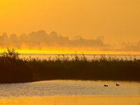 Orange glow sunrise behind reed with ducks on foreground  Orange glow sunrise behind reed with ducks on foreground : Netherlands, Zuidlaardermeer, autumn, biotoop, bird, birds, dusk, dutch, europa, europe, european, europese, fall, fog, gloed, glow, haze, herfst, herfstkleur, holland, lake, landscape, landschap, lucht, meer, mist, natura 2000, natural, nature, nature conservation, nature reserve, natuur, natuurbehoud, natuurlijk, natuurlijke, natuurreservaat, nederland, nederlands, nevel, omgeving, onnerpolder, oostpolder, orange, oranje, reed, riet, rudmer zwerver, schemering, sky, sunrise, uitzicht, vogel, vogels, water, wetland, zonsopgang