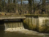 NL, Limburg, Weert, Broekmolen 3, Saxifraga-Jan van der Straaten