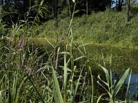 NL, Limburg, Weert, De IJzeren Man 13, Saxifraga-Marijke Verhagen