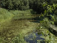 NL, Limburg, Weert, De IJzeren Man 16, Saxifraga-Marijke Verhagen