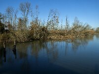 NL, Noord-Brabant, Altena, Boomgat 11, Saxifraga-Marijke Verhagen