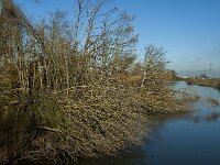 NL, Noord-Brabant, Altena, Boomgat 14, Saxifraga-Marijke Verhagen