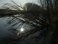NL, Noord-Brabant, Altena, Boomgat 15, Saxifraga-Marijke Verhagen