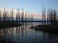 Natuurontwikkeling Biesbosch Jantjesplaat