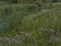 NL, Noord-Brabant, Altena, Oostkil 6, Saxifraga-Jan van der Straaten