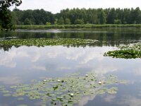 NL, Noord-Brabant, Bergeijk, De Maaij 3, Saxifraga-Henk Sierdsema