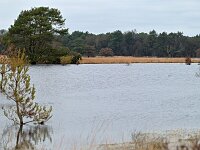 NL, Noord-Brabant, Eersel, Landschotse Heide 10, Saxifraga-Tom Heijnen