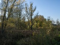 NL, Noord-Brabant, Altena, Boomgat 3, Saxifraga-Jan van der Straaten