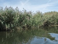 NL, Noord-Brabant, Altena, Gat van den Hardenhoek 42, Saxifraga-Annemiek Bouwman