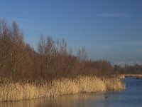 Natuurontwikkeling Biesbosch Jantjesplaat