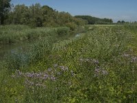 NL, Noord-Brabant, Altena, Oostkil 3, Saxifraga-Jan van der Straaten