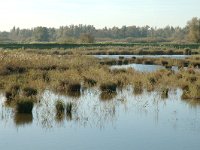 NL, Noord-Brabant, Altena, Polder Maltha 2, Saxifraga-Jan van der Straaten