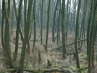 NL, Noord-Brabant, Altena, Polder Maltha 3, Saxifraga-Jan van der Straaten