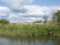 NL, Noord-Brabant, Drimmelen, Gat van de Plomp 21, Saxifraga-Willem van Kruijsbergen