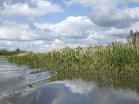 NL, Noord-Brabant, Drimmelen, Gat van de Plomp 22, Saxifraga-Willem van Kruijsbergen