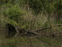 NL, Noord-Brabant, Drimmelen, Gat van de Slek 4, Saxifraga-Jan van der Straaten