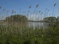 NL, Noord-Brabant, Drimmelen, Gat van den Ham 10, Saxifraga-Marijke Verhagen