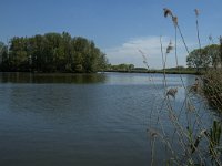 NL, Noord-Brabant, Drimmelen, Gat van den Ham 12, Saxifraga-Marijke Verhagen