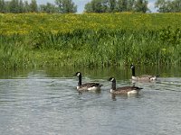 NL, Noord-Brabant, Drimmelen, Keesjes Jan Killeke 12, Saxifraga-Jan van der Straaten