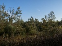 NL, Noord-Brabant, Drimmelen, Rupsenhoek 4, Saxifraga-Jan van der Straaten