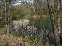 NL, Noord-Brabant, Heusden, Haarsteegs Wiel 14, Saxifraga-Jan van der Straaten