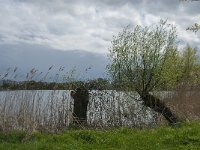 NL, Noord-Brabant, Heusden, Haarsteegs Wiel 7, Saxifraga-Jan van der Straaten