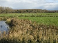 NL, Noord-Brabant, Heusden, Zeedijk 18, Saxifraga-Jan van der Straaten