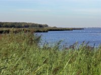 NL, Noord-Holland, Huizen, Gooimeer 2, Saxifraga-Hans Dekker