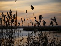 NL, Noord-Holland, Huizen, Wolfskamer 1, Saxifraga-Bart Vastenhouw