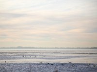 NL, Noord-Holland, Huizen, Wolfskamer 2, Saxifraga-Bart Vastenhouw