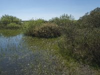 NL, Noord-Holland, Texel, De Horsmeertjes 8, Saxifraga-Willem van Kruijsbergen