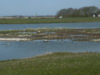 NL, Noord-Holland, Texel, Ottersaat 2, Saxifraga-Willem van Kruijsbergen