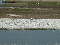 NL, Noord-Holland, Texel, Ottersaat 6, Saxifraga-Willem van Kruijsbergen